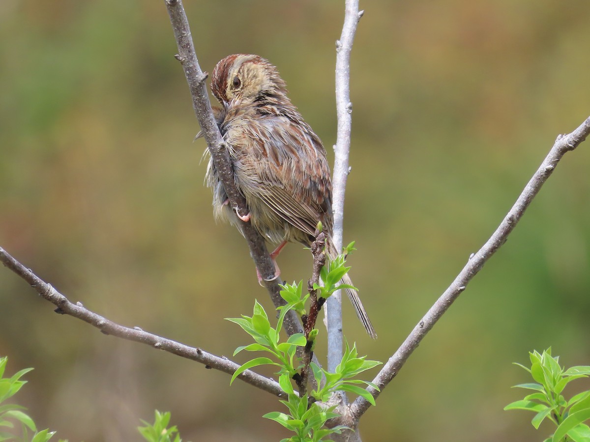 Bachman's Sparrow - Candi Wallace