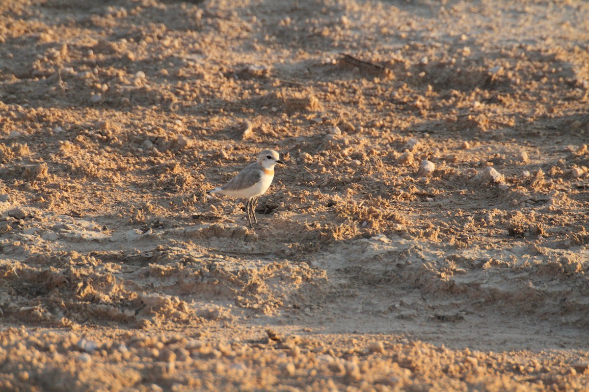 Chestnut-banded Plover - ML616329125