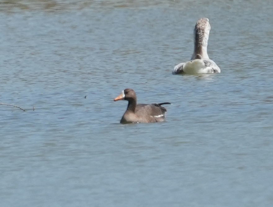 Greater White-fronted Goose - ML616329143