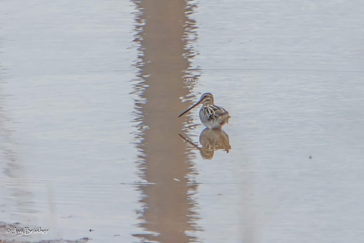 Wilson's Snipe - Jay Brasher