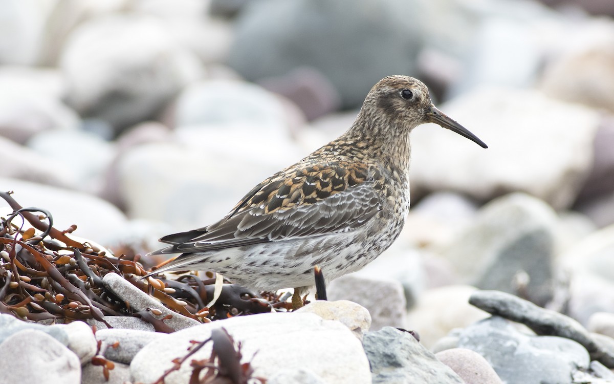 Purple Sandpiper - ML616329211