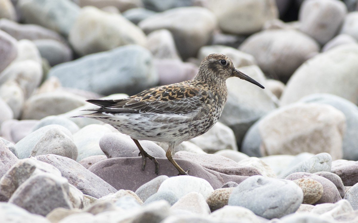Purple Sandpiper - ML616329212