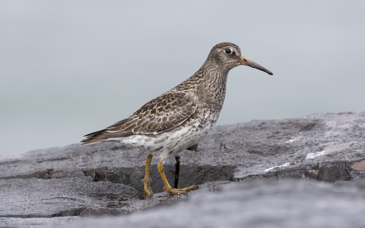 Purple Sandpiper - ML616329213