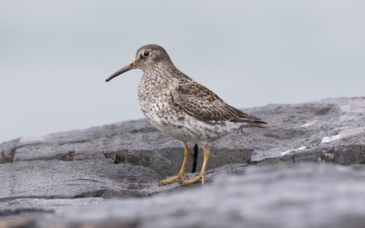 Purple Sandpiper - ML616329214