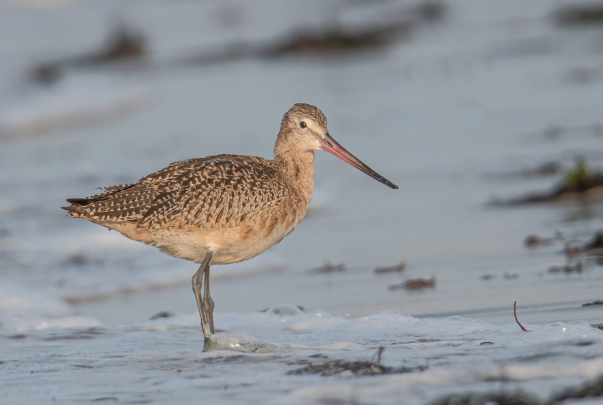 Marbled Godwit - Sandy Podulka