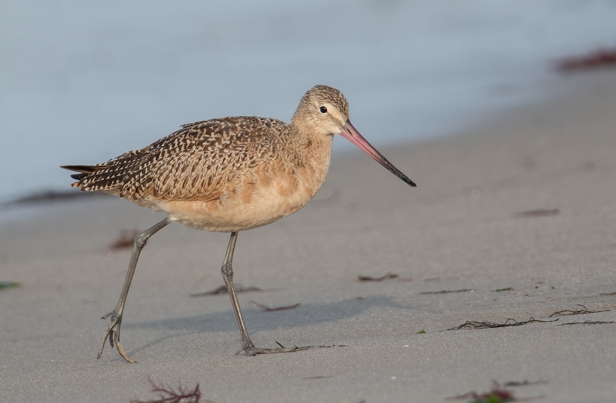 Marbled Godwit - Sandy Podulka