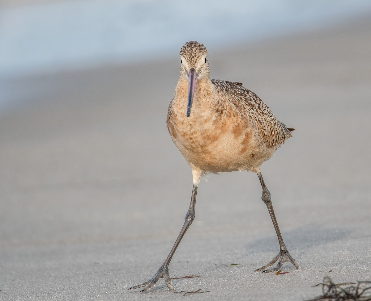 Marbled Godwit - Sandy Podulka