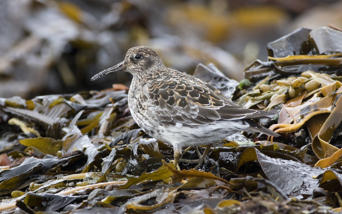 Purple Sandpiper - ML616329360