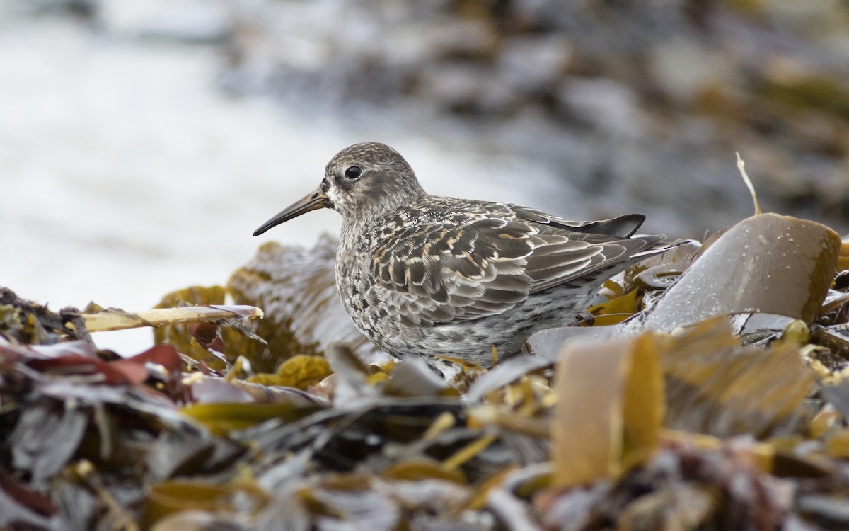 Purple Sandpiper - ML616329365