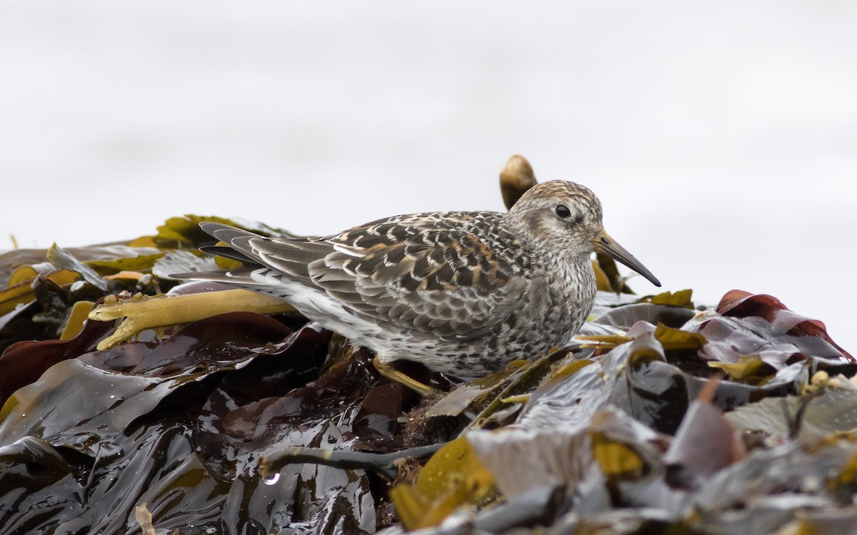Purple Sandpiper - ML616329367