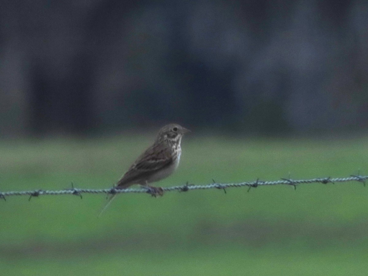 Vesper Sparrow - ML616329372