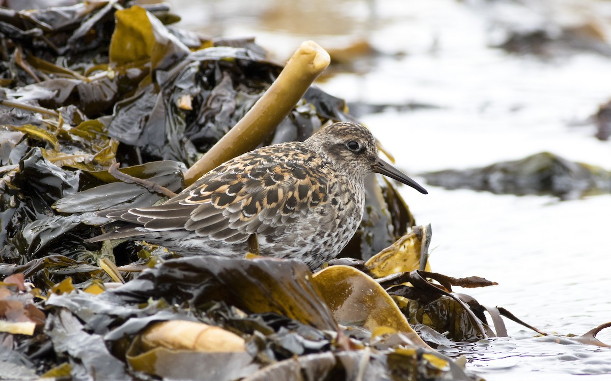 Purple Sandpiper - ML616329373