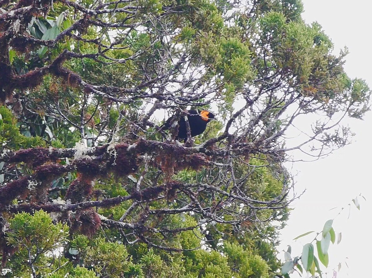 gulskjermhonningeter - ML616329385