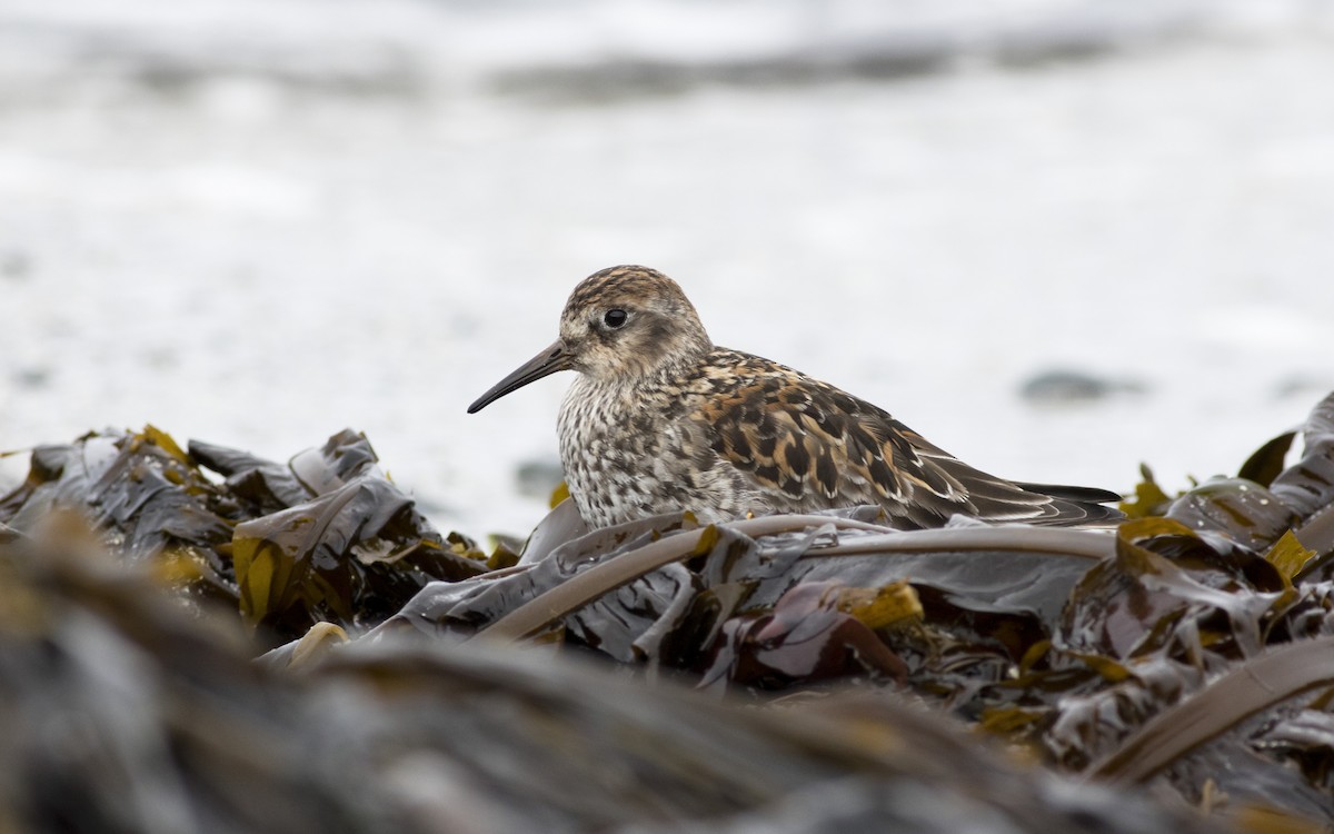 Purple Sandpiper - ML616329387