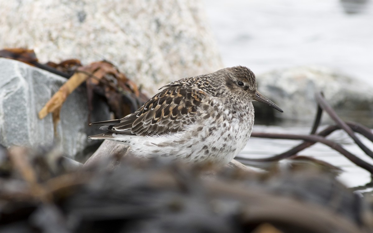 Purple Sandpiper - ML616329394