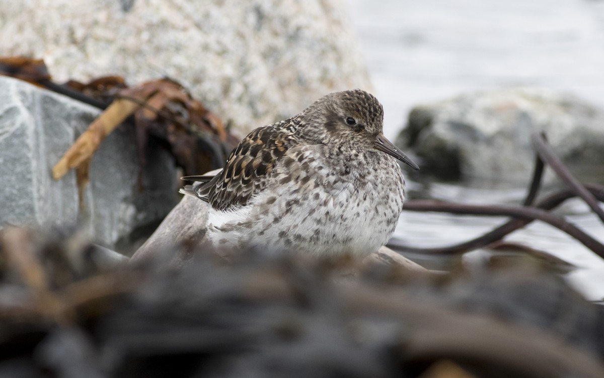 Purple Sandpiper - ML616329395