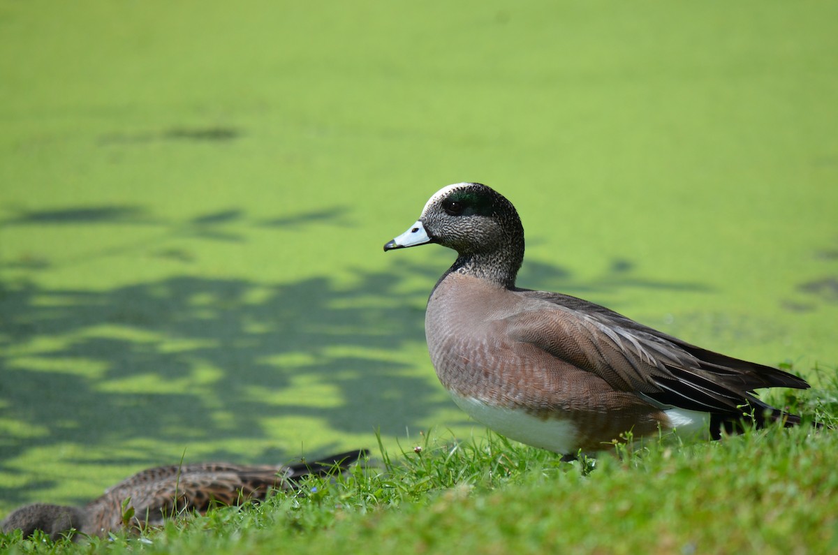 American Wigeon - ML616329420