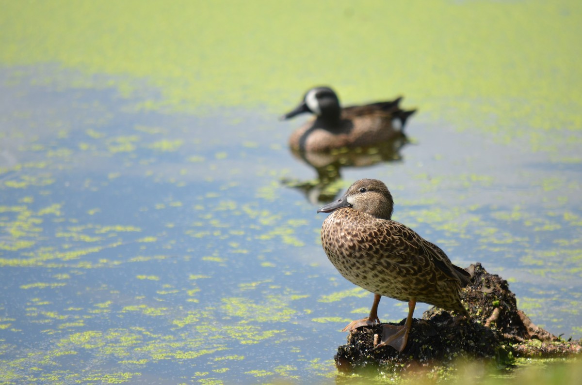 Blue-winged Teal - ML616329445