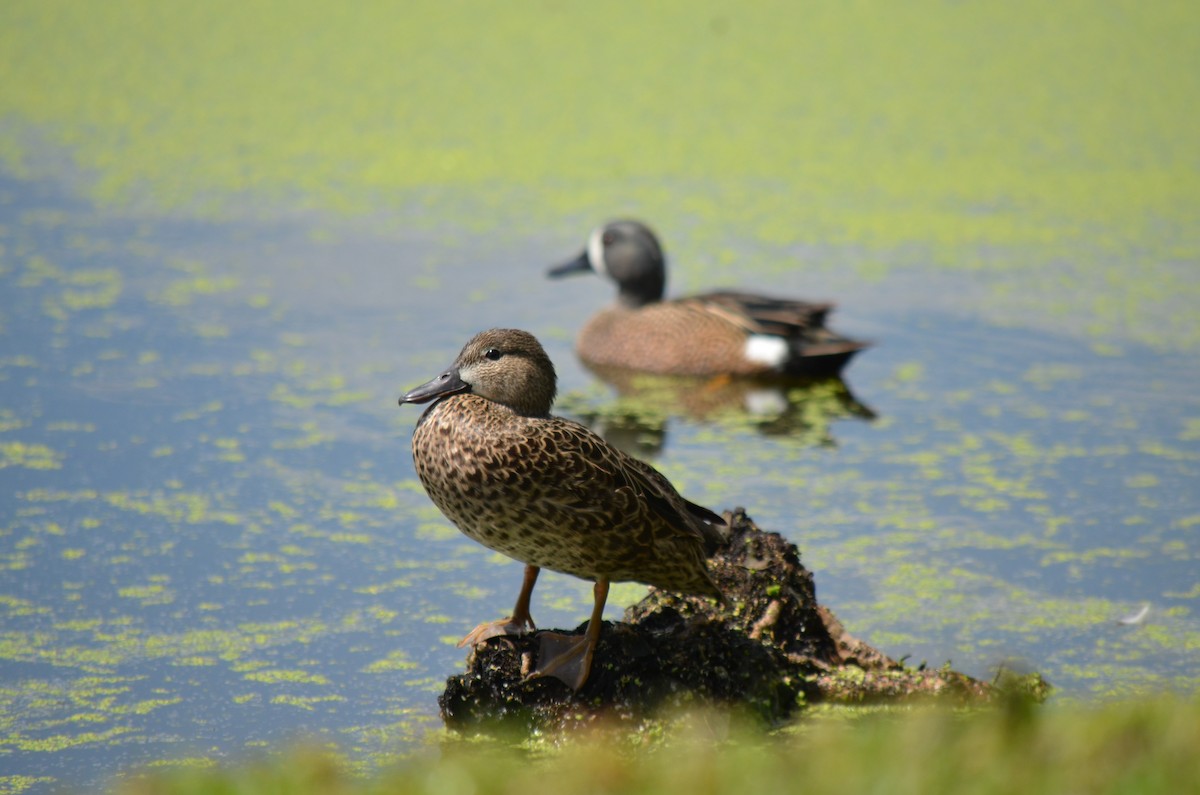 Blue-winged Teal - ML616329446