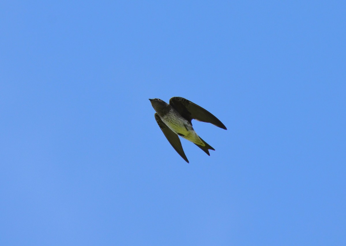 Purple Martin - ML616329448