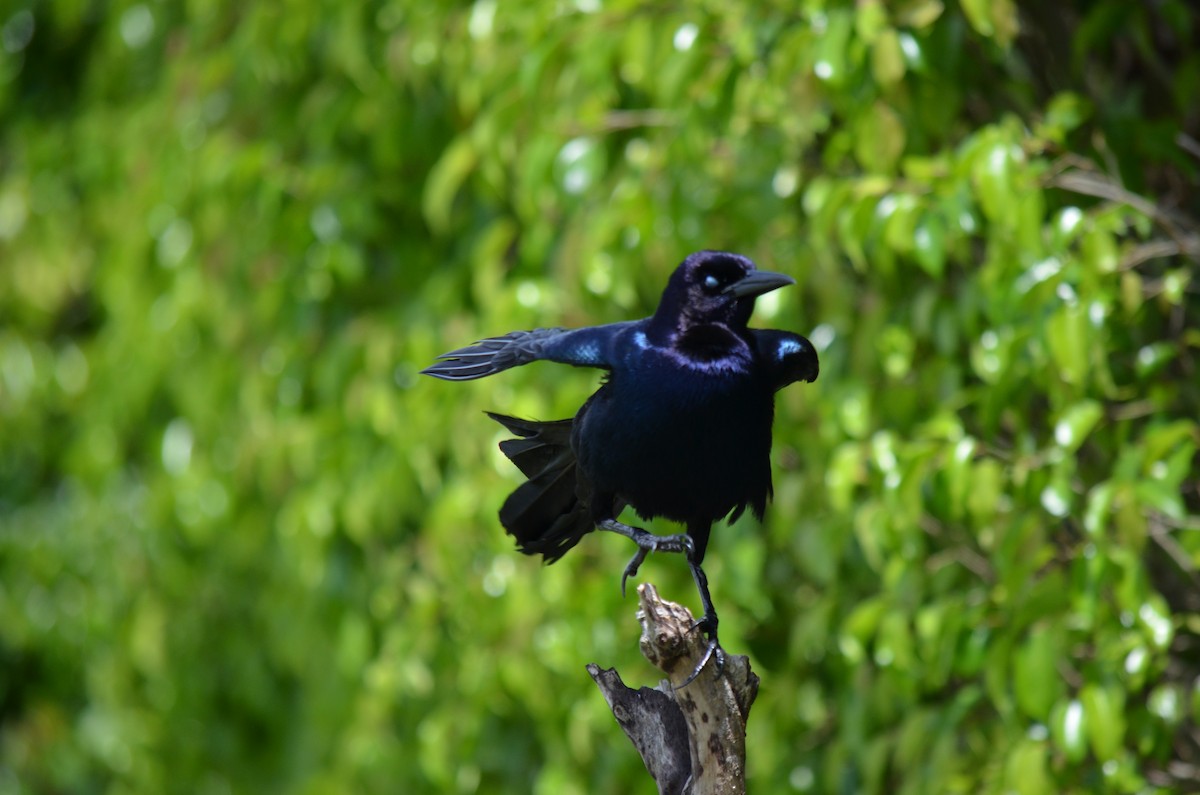 Boat-tailed Grackle - Josiah Londerée