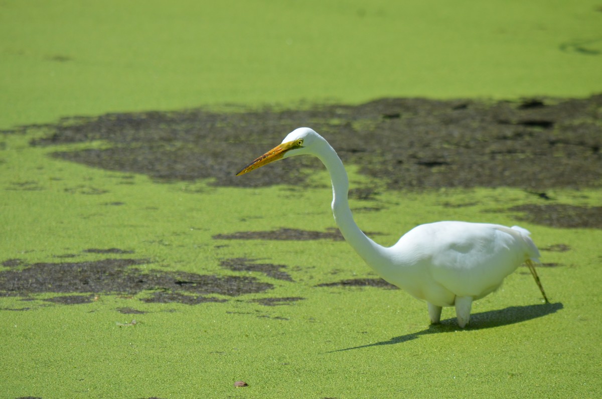 Great Egret - ML616329461