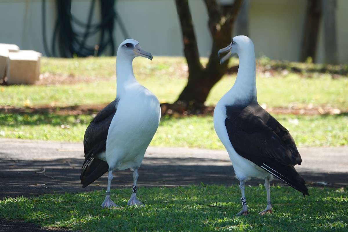 コアホウドリ - ML616329464