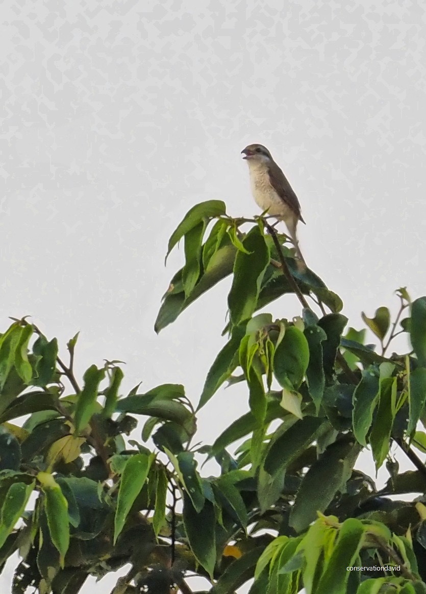 紅尾伯勞 - ML616329469