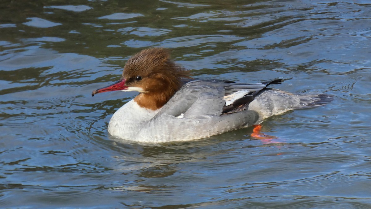 Common Merganser - Stephan Kienle