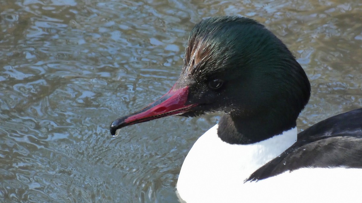 Common Merganser - Stephan Kienle