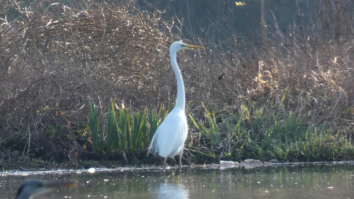 Great Egret - Stephan Kienle