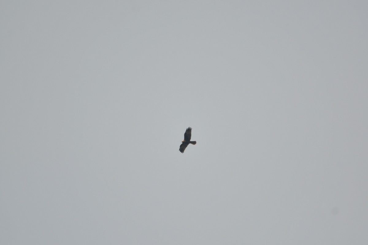 Western Marsh Harrier - ML616329514