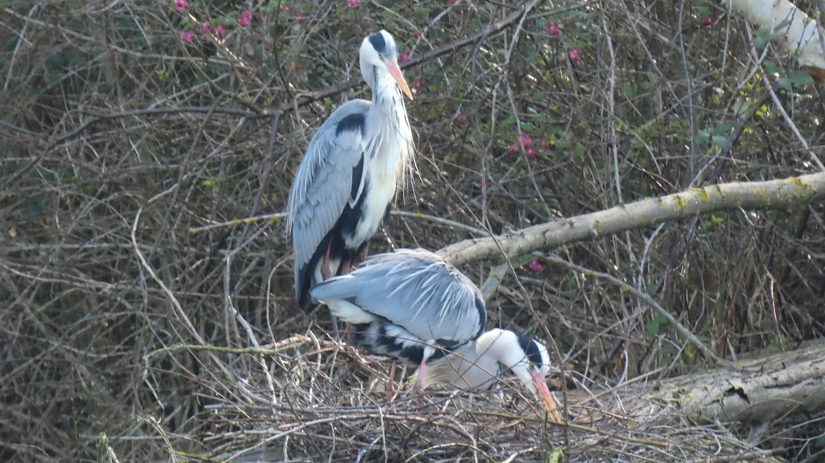 Gray Heron - Stephan Kienle