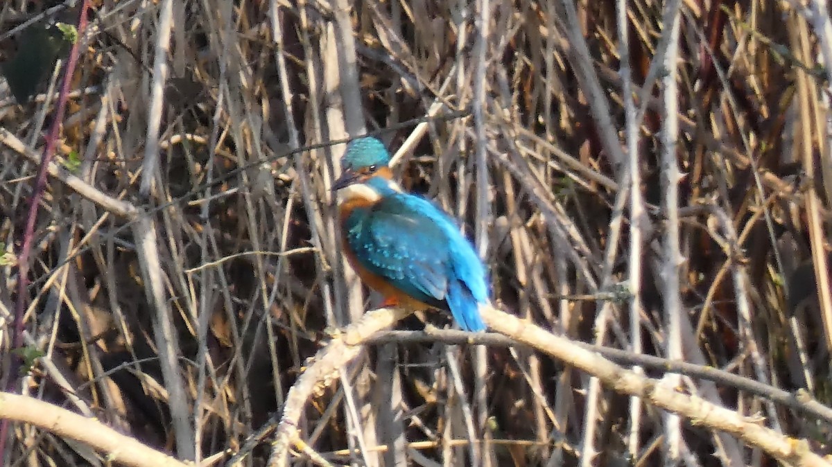 Common Kingfisher - Stephan Kienle