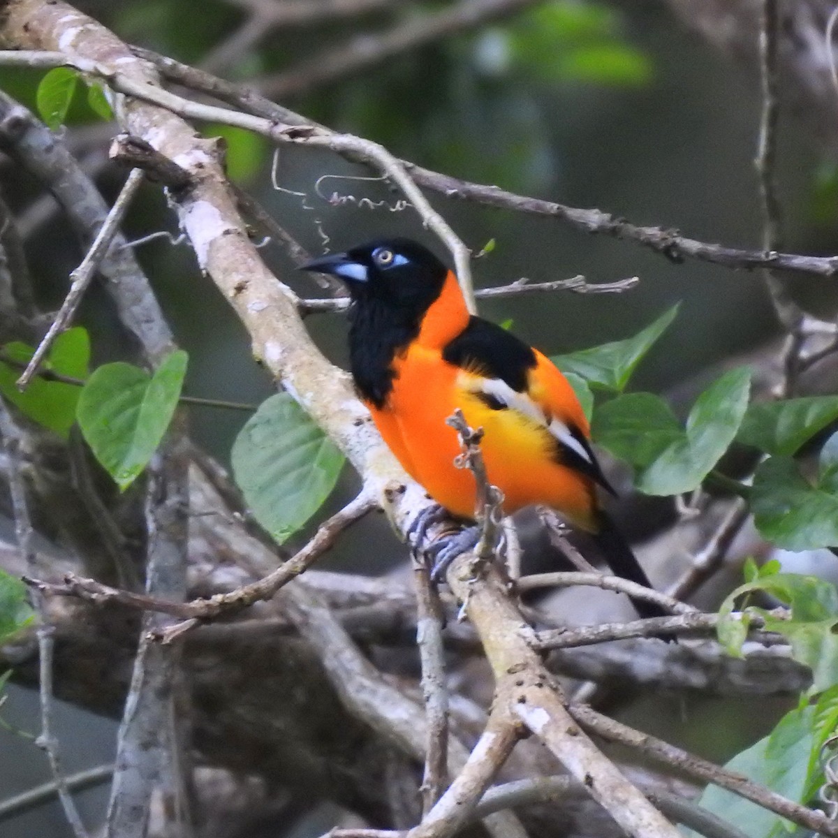 Venezuelan Troupial - ML616329520