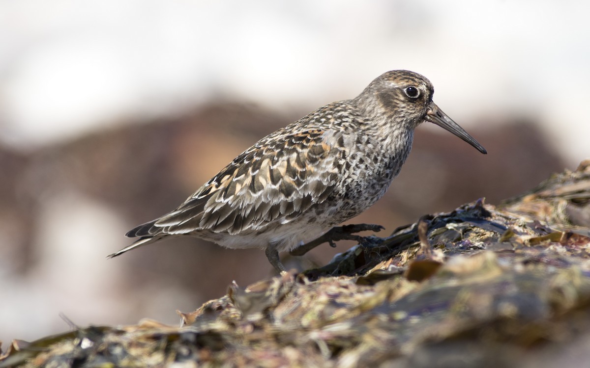Purple Sandpiper - ML616329554