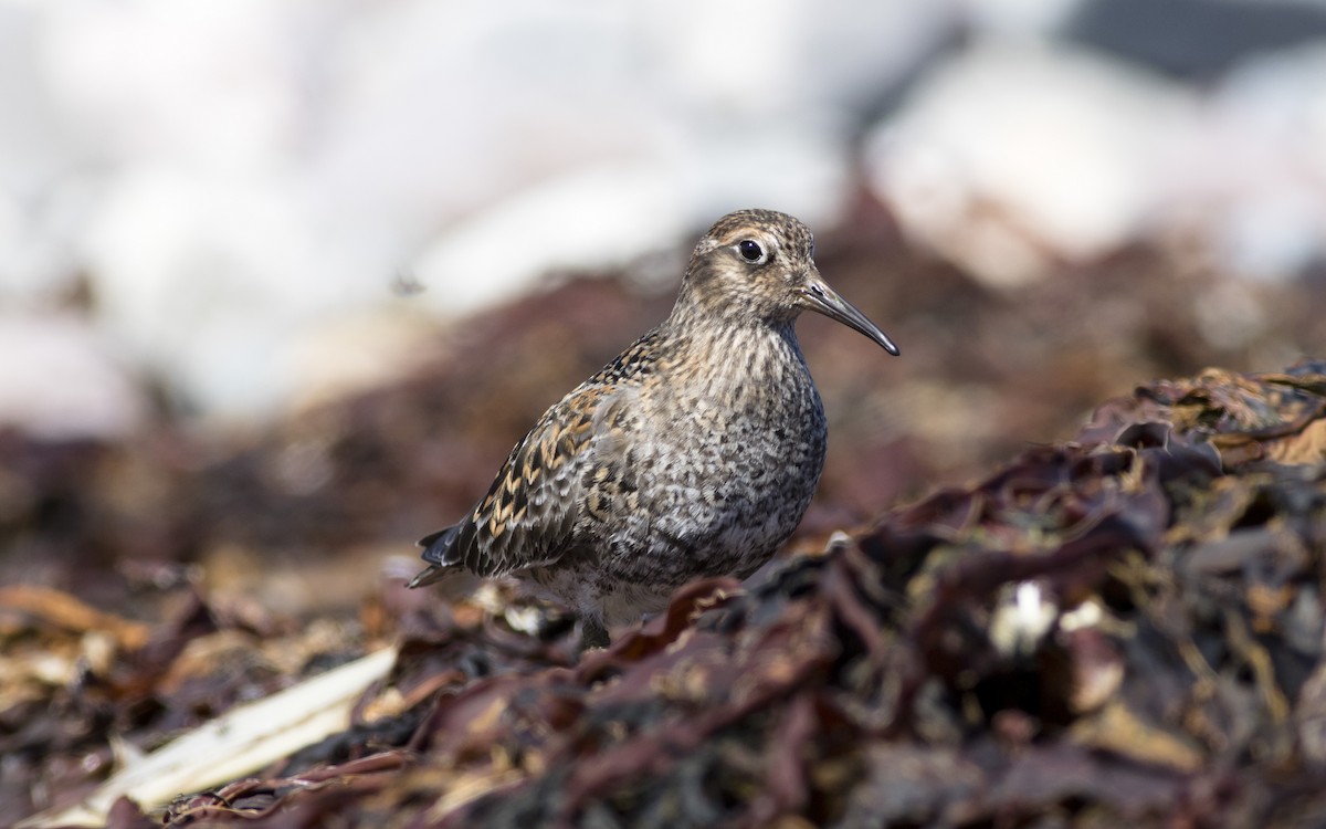 Purple Sandpiper - ML616329555