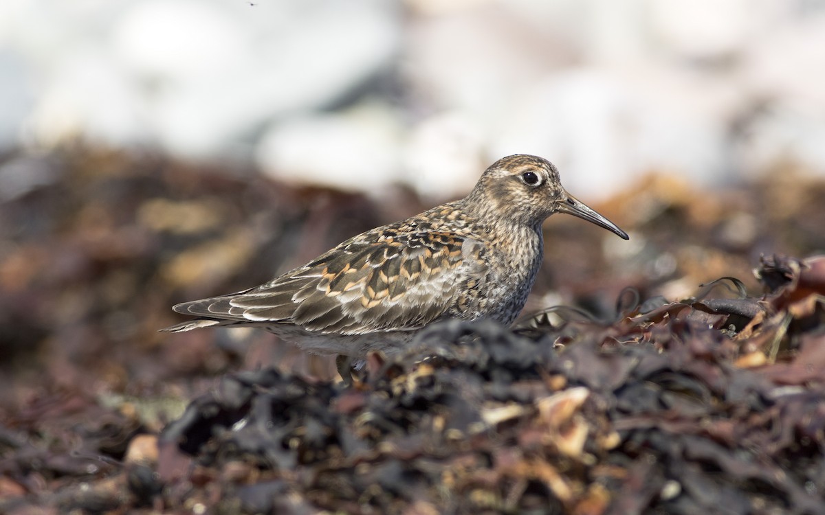 Purple Sandpiper - ML616329556