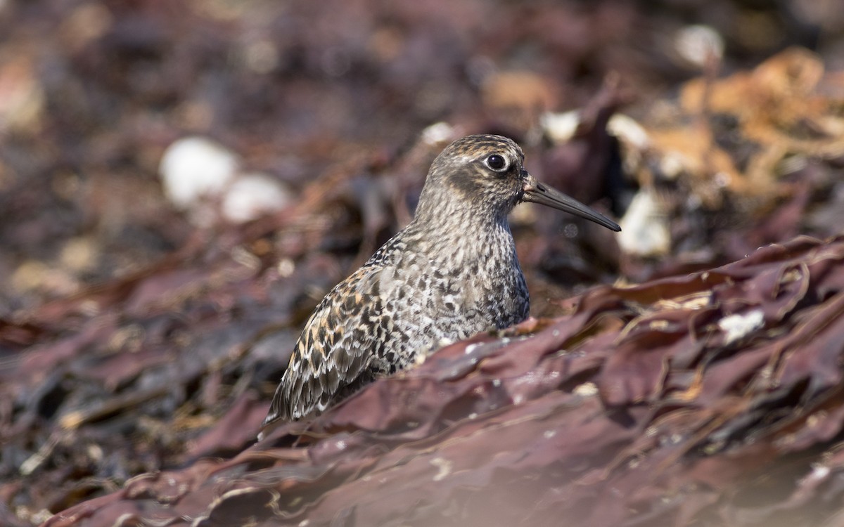 Purple Sandpiper - ML616329557