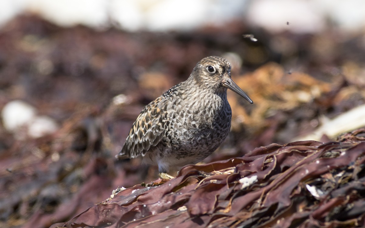 Purple Sandpiper - ML616329558