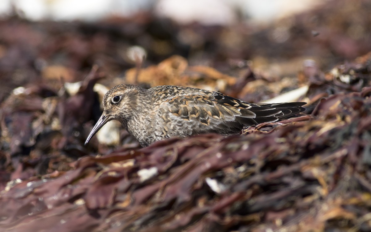 Purple Sandpiper - ML616329559