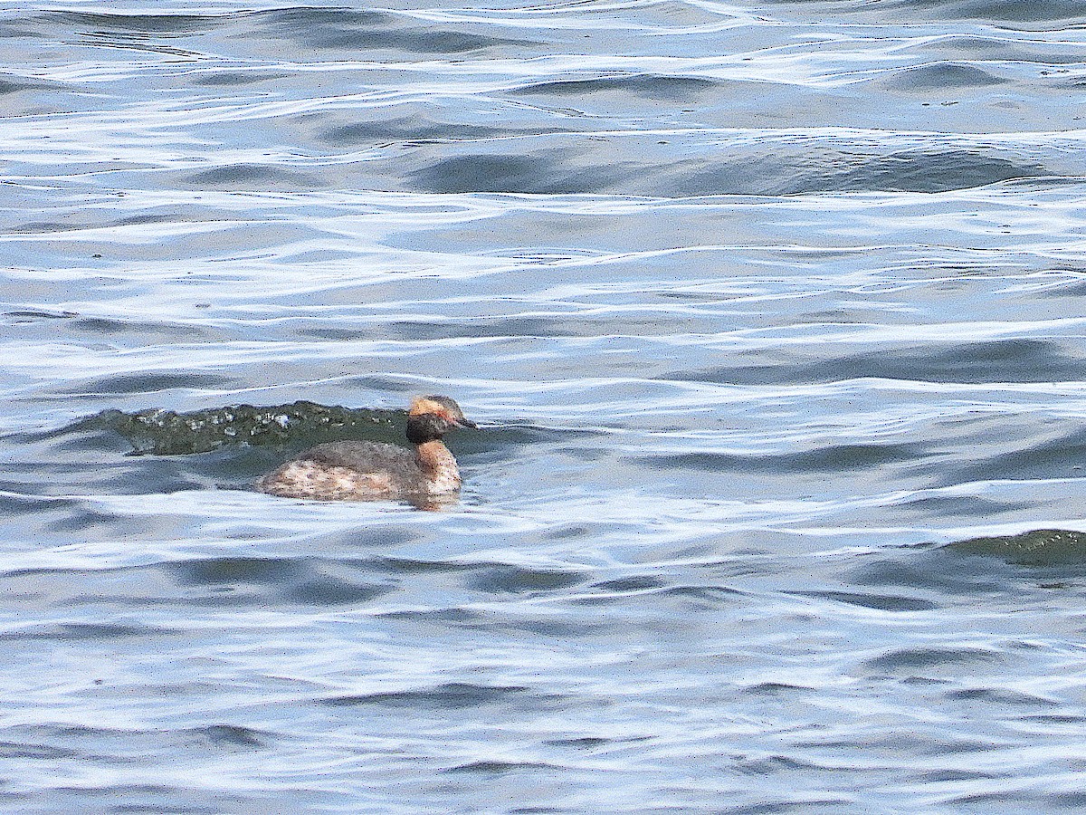 Horned Grebe - ML616329597