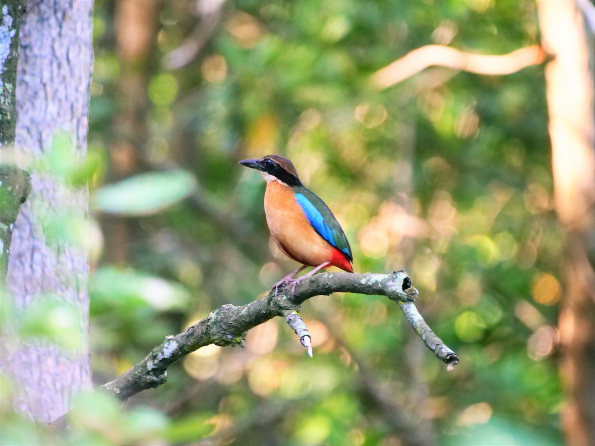 Mangrove Pitta - ML616329608