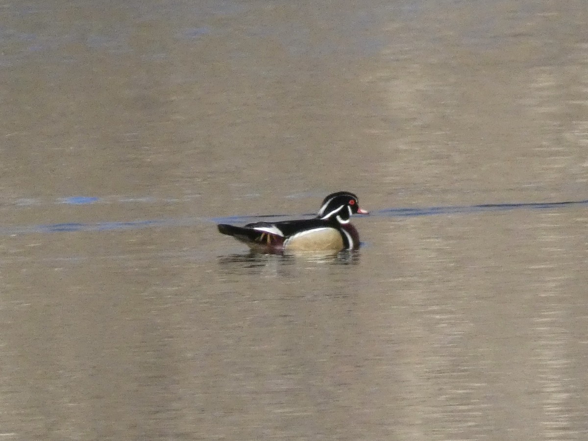 Wood Duck - ML616329682