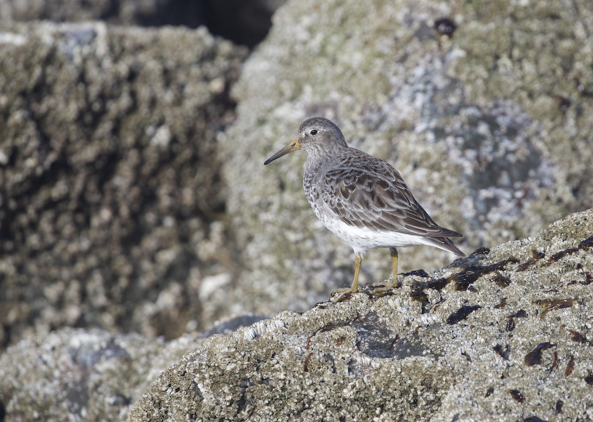 Beringstrandläufer - ML616329685