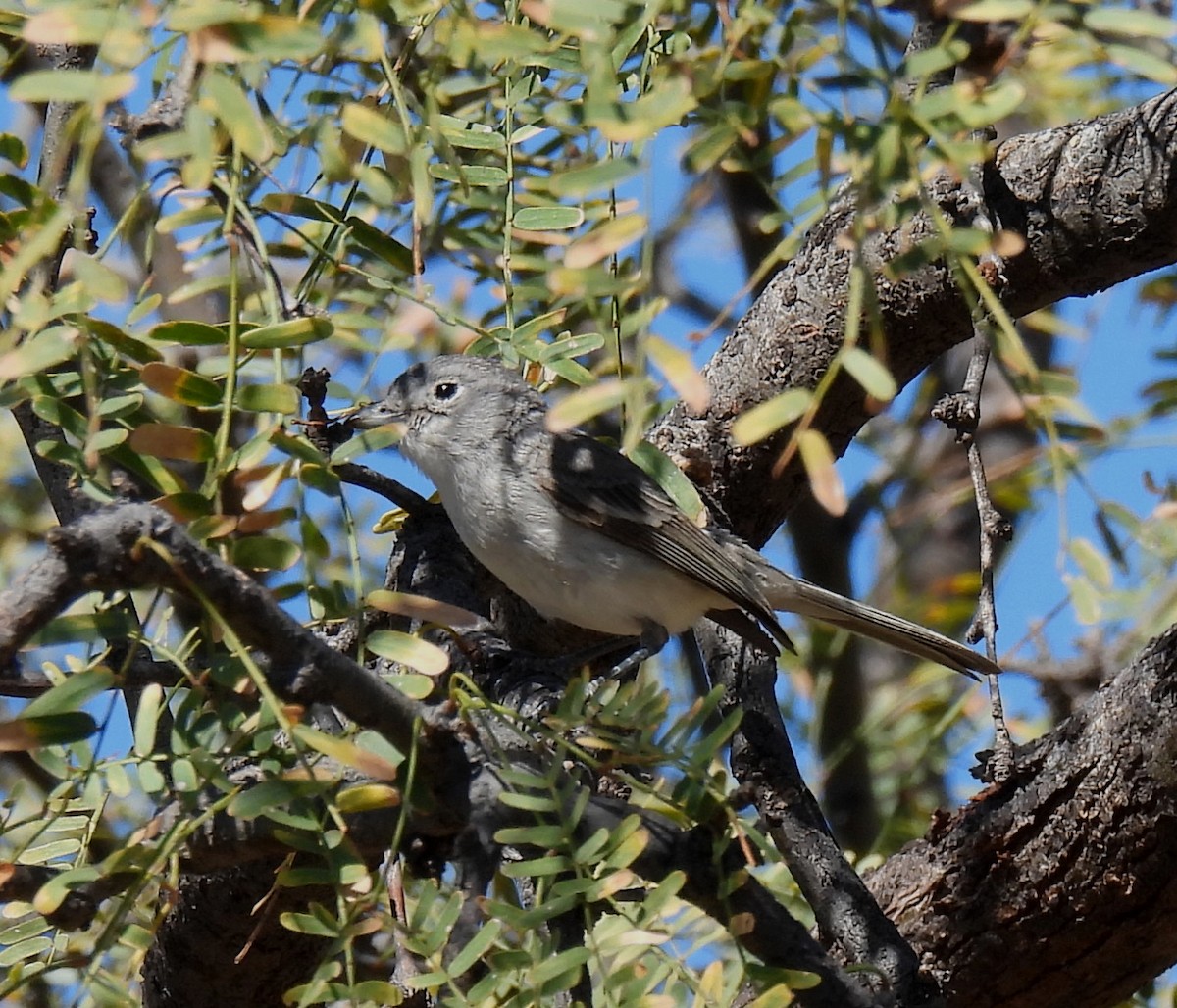 Gray Vireo - ML616329702