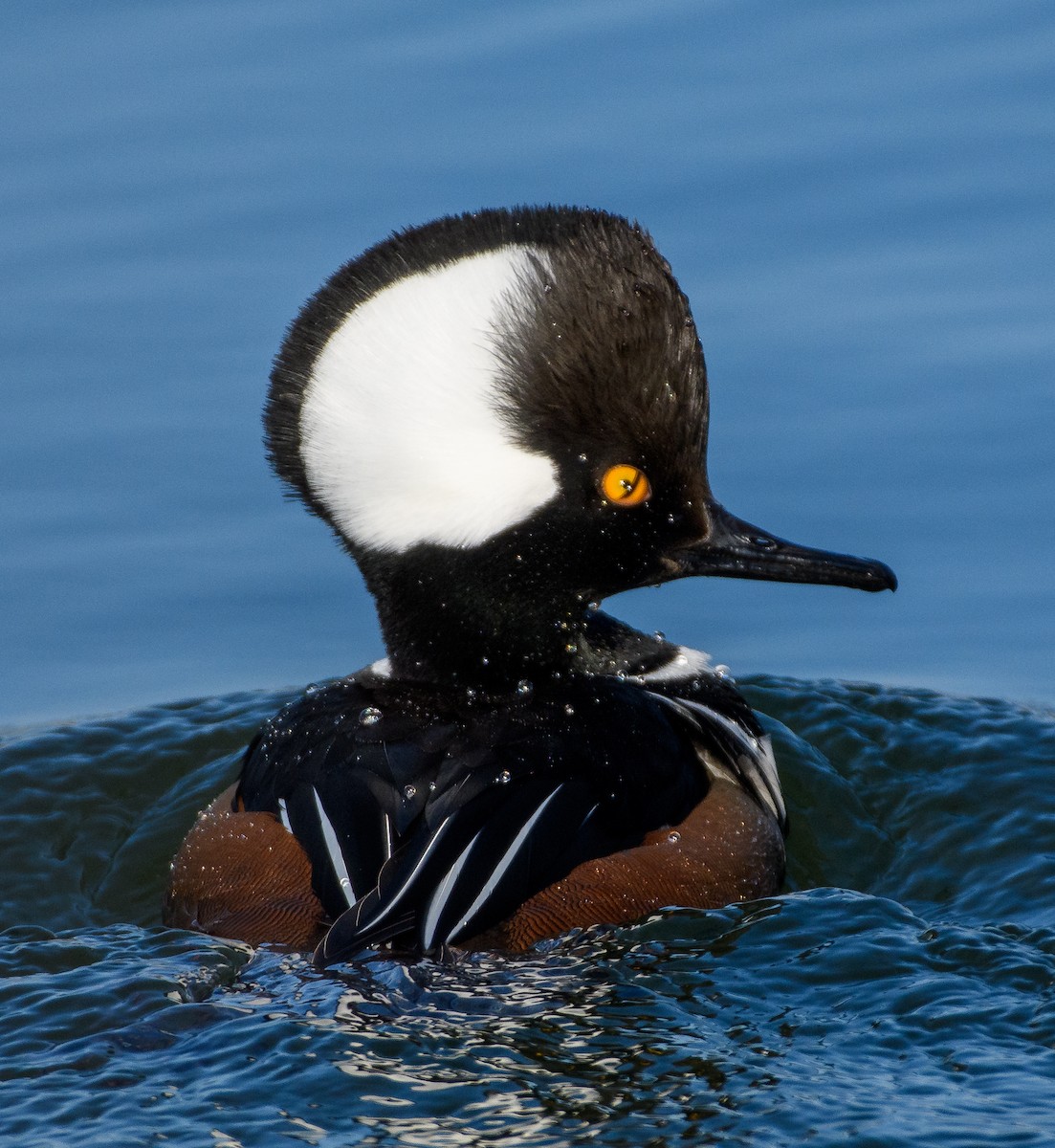 Hooded Merganser - ML616329707