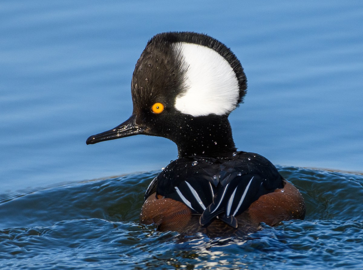 Hooded Merganser - ML616329712