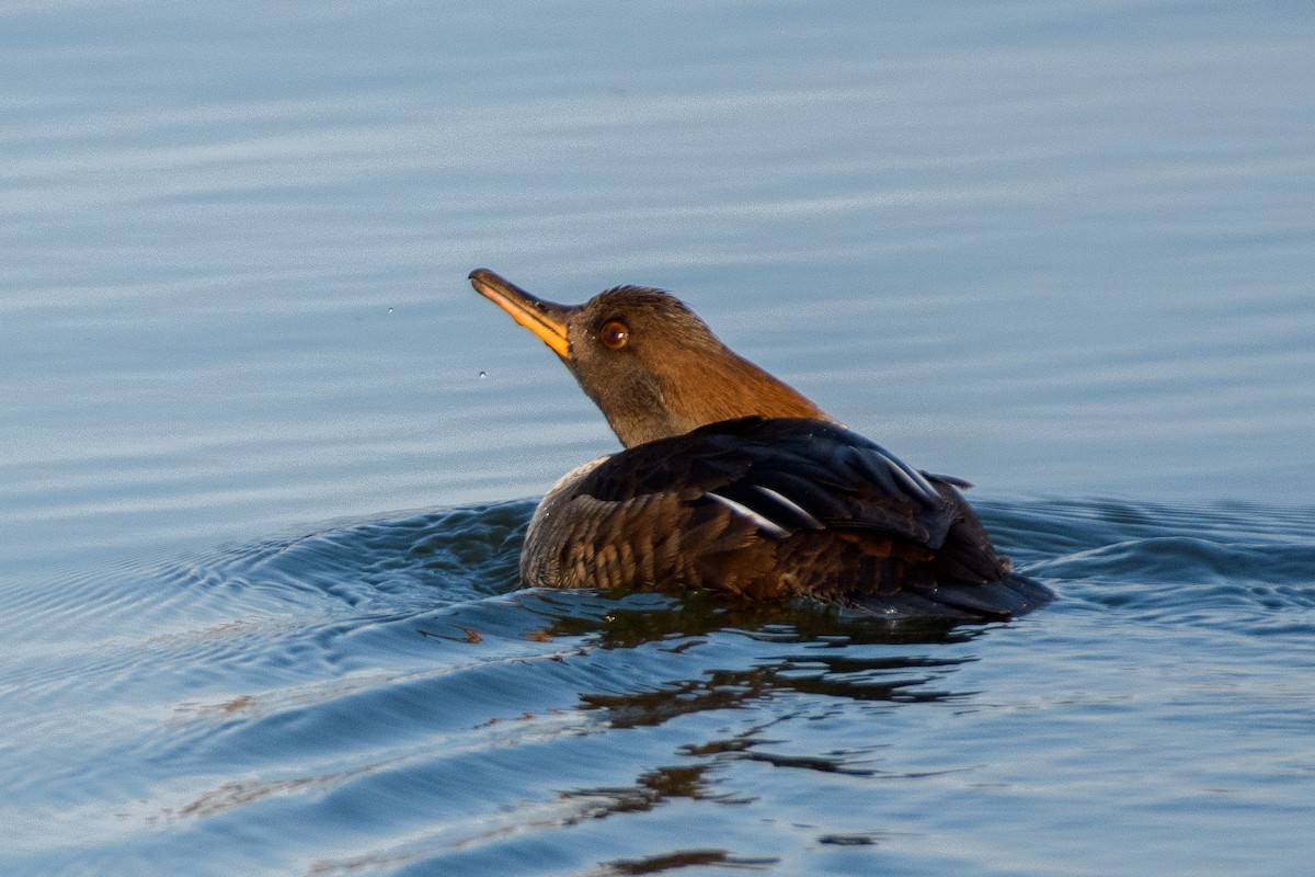 Hooded Merganser - ML616329713