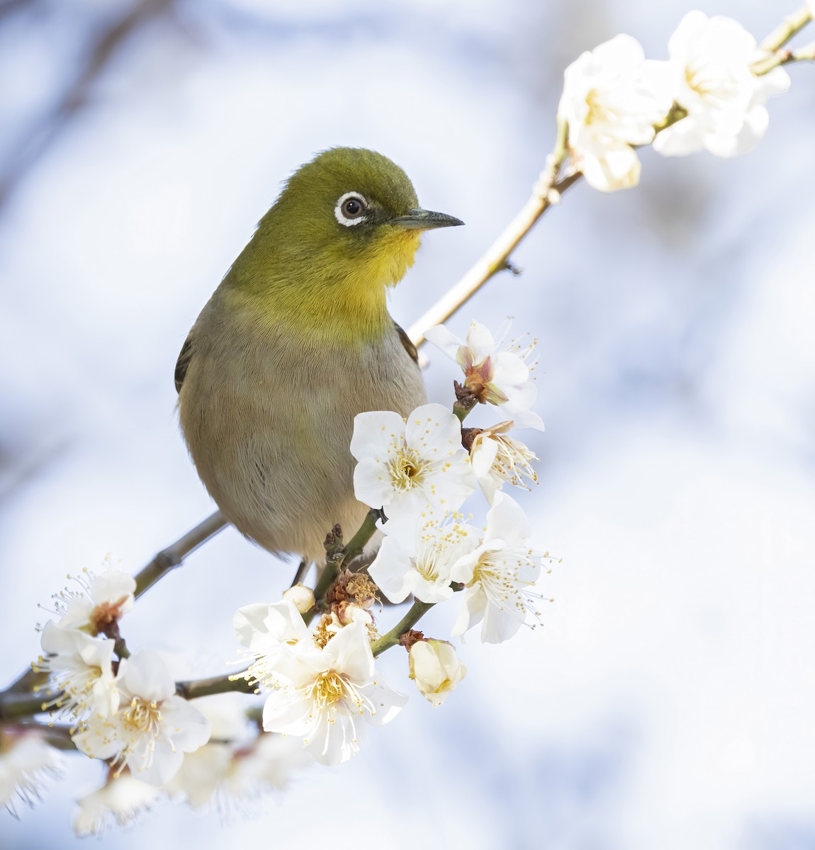 Warbling White-eye - ML616329722